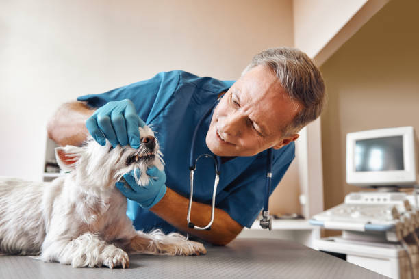 Best Pediatric Emergency Dentist in Brownfield, TX